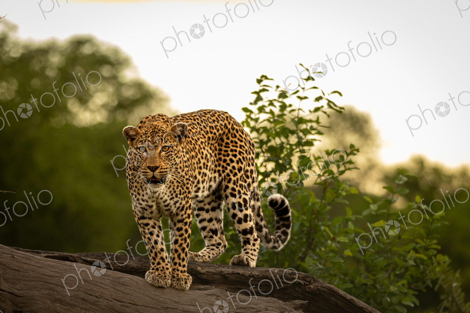 Leopard, Panthera pardus, Female. Standing alert on a thick, fallen dead tree log,…
