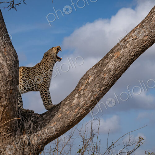 Leopard, Panthera pardus, Female. Standing on a tree branch with its mouth open.
