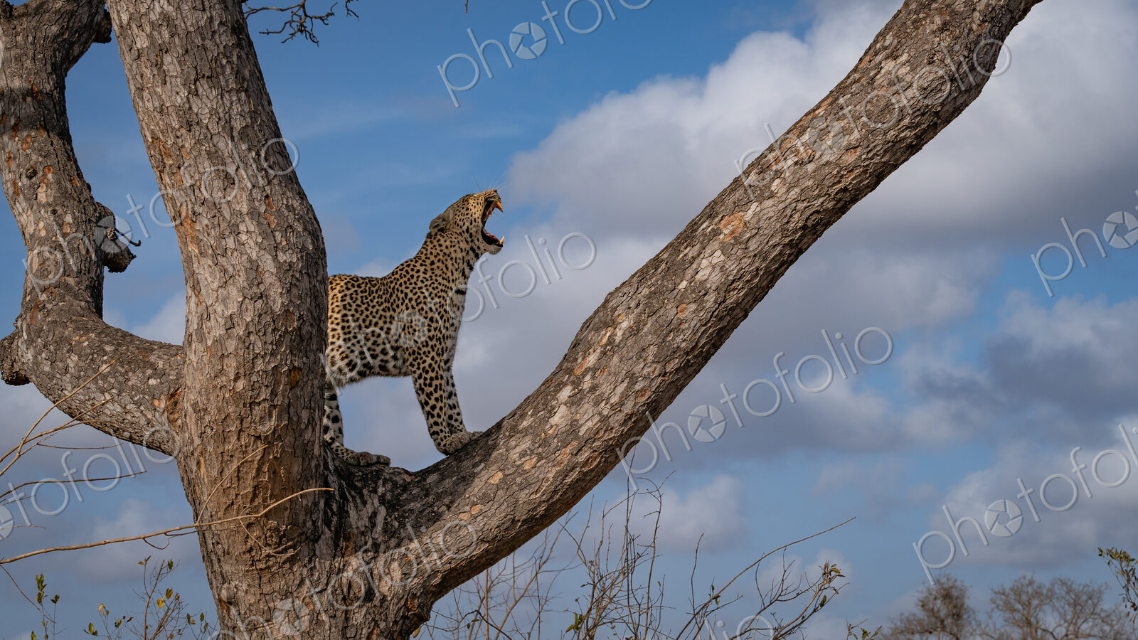 Leopard, Panthera pardus, Female. Standing on a tree branch with its mouth open.