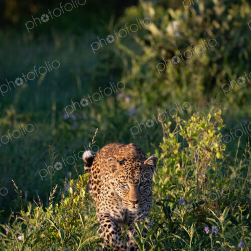 Leopard, Panthera pardus, Female. Walking through long grass and purple wildflowers,…