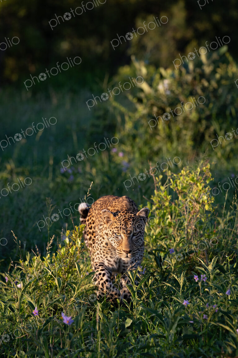 Leopard, Panthera pardus, Female. Walking through long grass and purple wildflowers,…