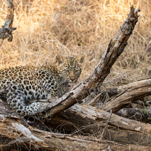 Leopard, Panthera pardus, Leopard cub resting on fallen branches and dry wood in… Leopard, Panthera pardus, Leopard cub resting on fallen branches and dry wood in…