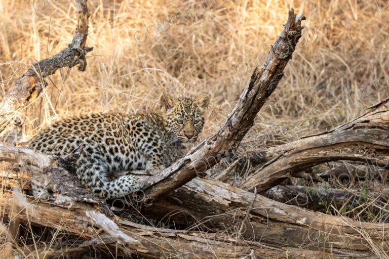 Leopard, Panthera pardus, Leopard cub resting on fallen branches and dry wood in…