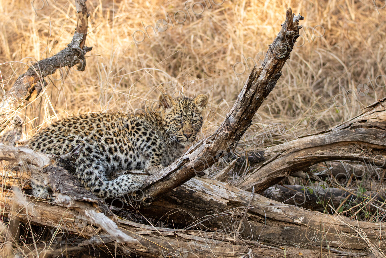 Leopard, Panthera pardus, Leopard cub resting on fallen branches and dry wood in…