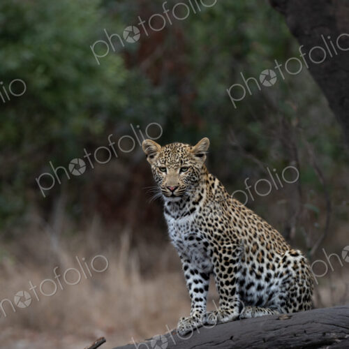 Leopard, Panthera pardus, Leopard cub sitting on a dark, fallen log with a forest… Leopard, Panthera pardus, Leopard cub sitting on a dark, fallen log with a forest…