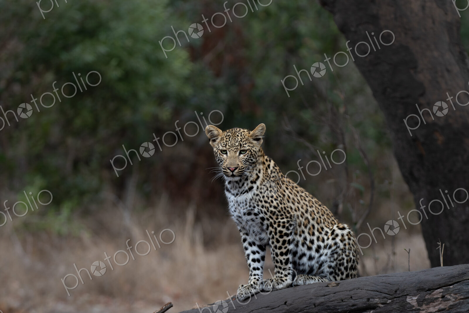 Leopard, Panthera pardus, Leopard cub sitting on a dark, fallen log with a forest…