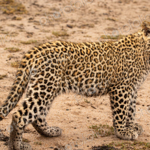 Leopard, Panthera pardus, Leopard cub standing side-on on a sandy road. Leopard, Panthera pardus, Leopard cub standing side-on on a sandy road.