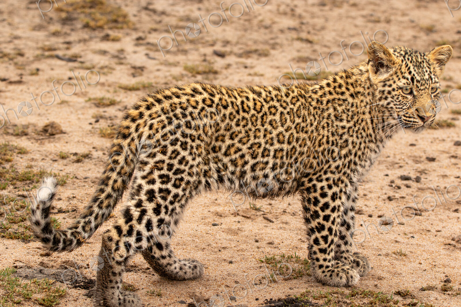 Leopard, Panthera pardus, Leopard cub standing side-on on a sandy road.