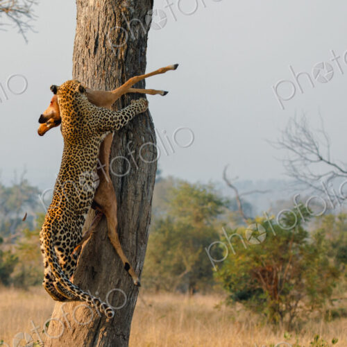 Leopard, Panthera pardus, Leopard hoisting an Impala carcass up the trunk of a tree. Leopard, Panthera pardus, Leopard hoisting an Impala carcass up the trunk of a tree.