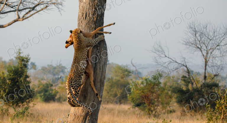 Leopard, Panthera pardus, Leopard hoisting an Impala carcass up the trunk of a tree.