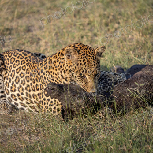 Leopard, Panthera pardus, Leopard holding a young Buffalo calf by the throat. Leopard, Panthera pardus, Leopard holding a young Buffalo calf by the throat.