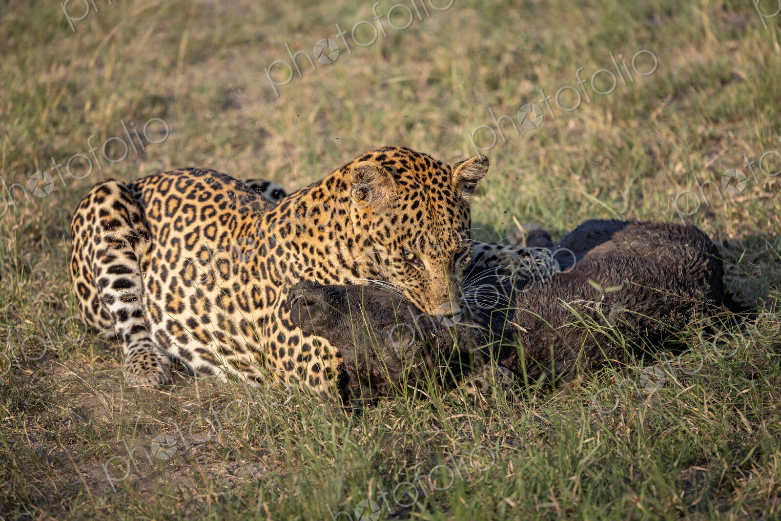 Leopard, Panthera pardus, Leopard holding a young Buffalo calf by the throat.