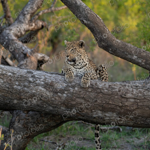 Leopard, Panthera pardus, Leopard resting on a thick, fallen tree log, with its tail… Leopard, Panthera pardus, Leopard resting on a thick, fallen tree log, with its tail…