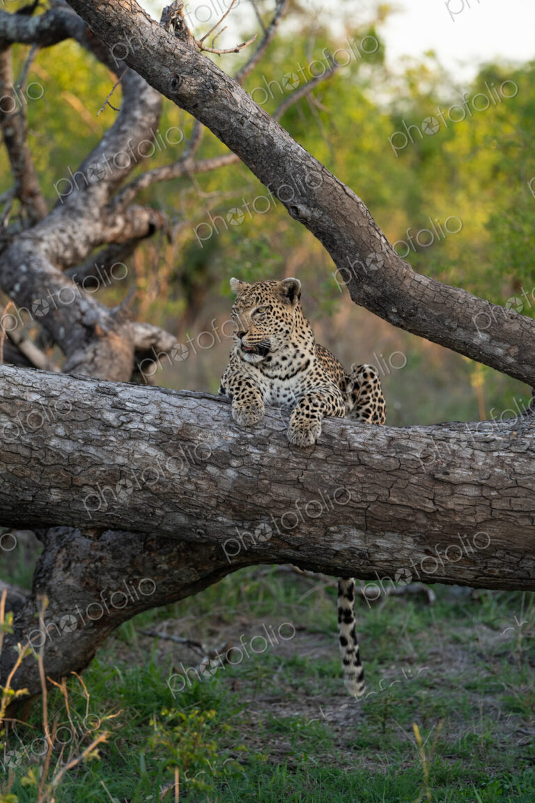 Leopard, Panthera pardus, Leopard resting on a thick, fallen tree log, with its tail…