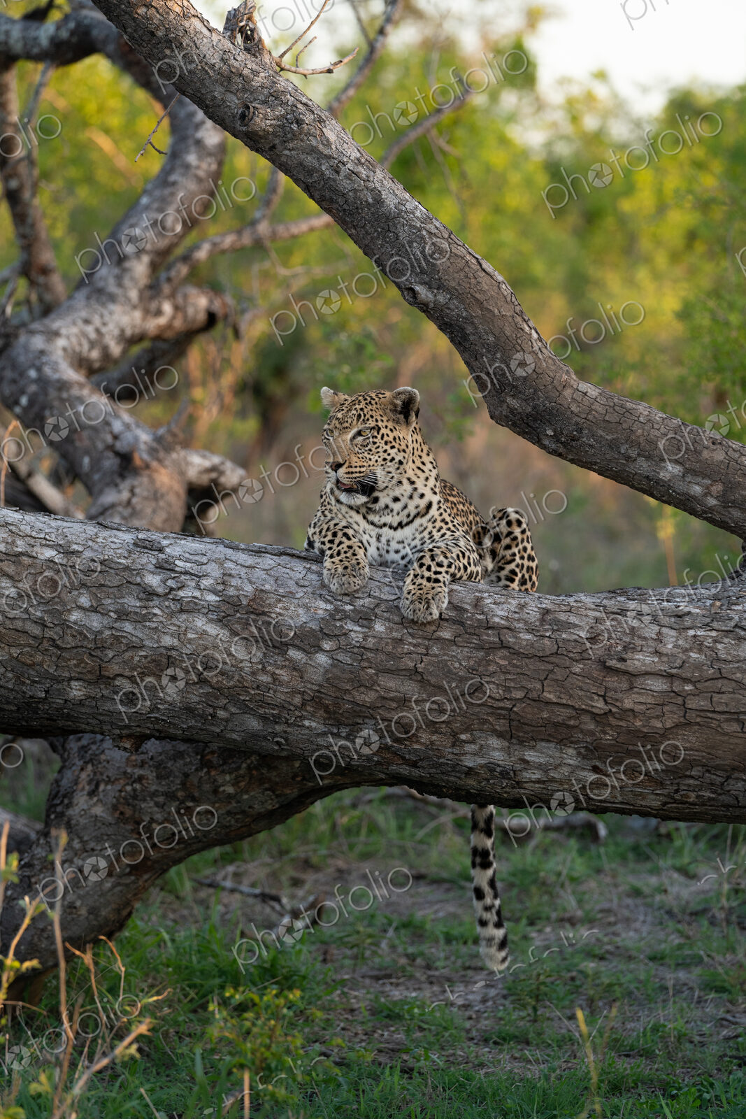 Leopard, Panthera pardus, Leopard resting on a thick, fallen tree log, with its tail…