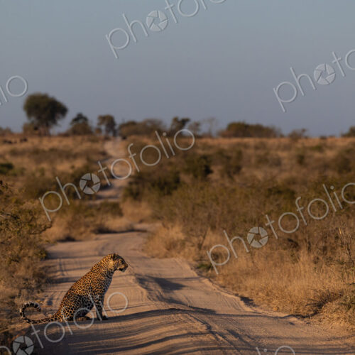 Leopard, Panthera pardus, Leopard sitting on a dirt road stretching toward the horizon… Leopard, Panthera pardus, Leopard sitting on a dirt road stretching toward the horizon…