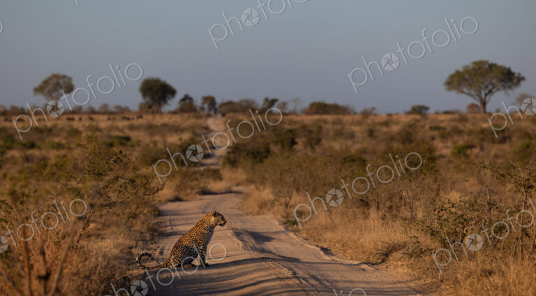 Leopard, Panthera pardus, Leopard sitting on a dirt road stretching toward the horizon…