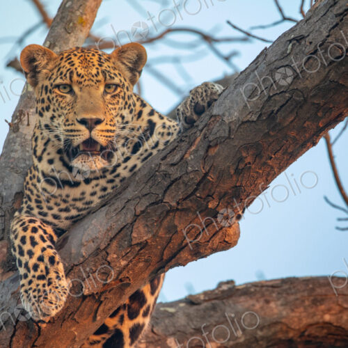 Leopard, Panthera pardus, Male leopard resting on a thick tree branch, looking…