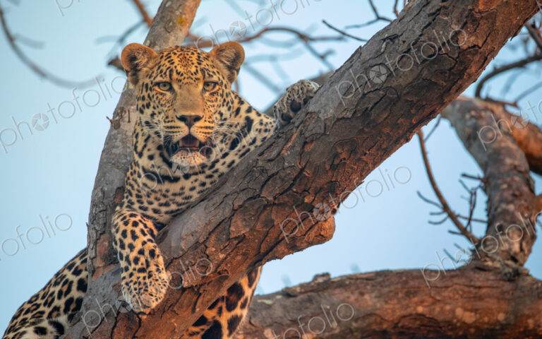Leopard, Panthera pardus, Male leopard resting on a thick tree branch, looking…
