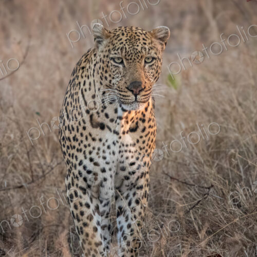 Leopard, Panthera pardus, Male leopard standing in tall, dry grass, looking directly… Leopard, Panthera pardus, Male leopard standing in tall, dry grass, looking directly…