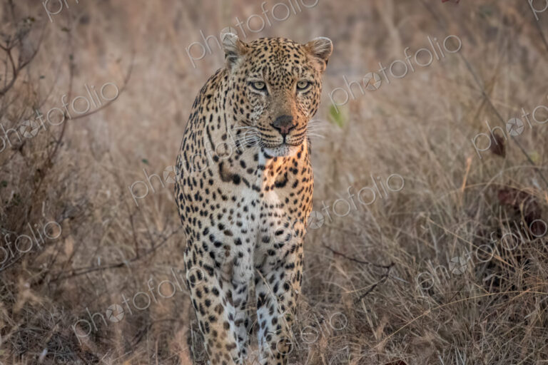 Leopard, Panthera pardus, Male leopard standing in tall, dry grass, looking directly…