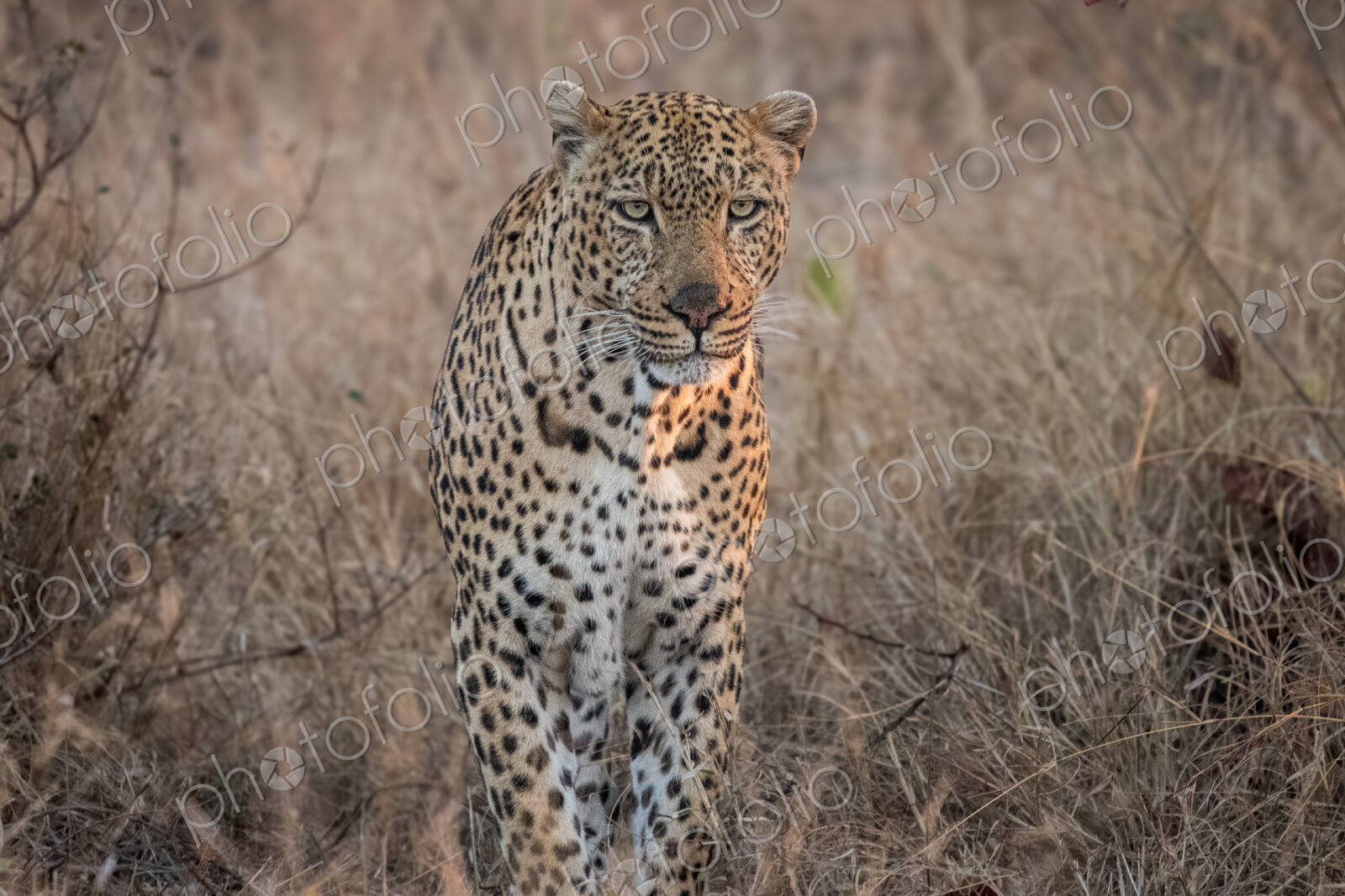 Leopard, Panthera pardus, Male leopard standing in tall, dry grass, looking directly…