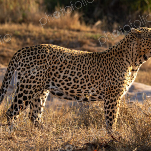 Leopard, Panthera pardus, Male leopard standing side-on in golden afternoon light. Leopard, Panthera pardus, Male leopard standing side-on in golden afternoon light.