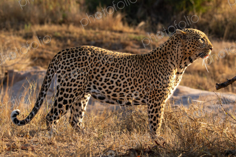 Leopard, Panthera pardus, Male leopard standing side-on in golden afternoon light.
