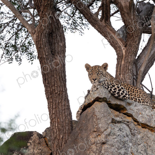 Leopard, Panthera pardus, Male. Male leopard resting comfortably on a large rock… Leopard, Panthera pardus, Male. Male leopard resting comfortably on a large rock…