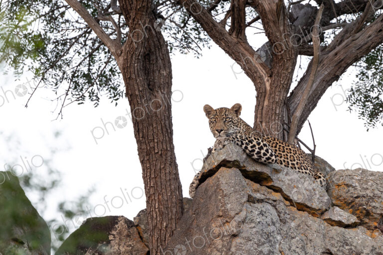 Leopard, Panthera pardus, Male. Male leopard resting comfortably on a large rock…