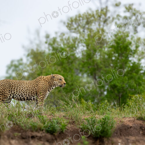 Leopard, Panthera pardus, Male. Standing in short grass on a low rise, looking off to…