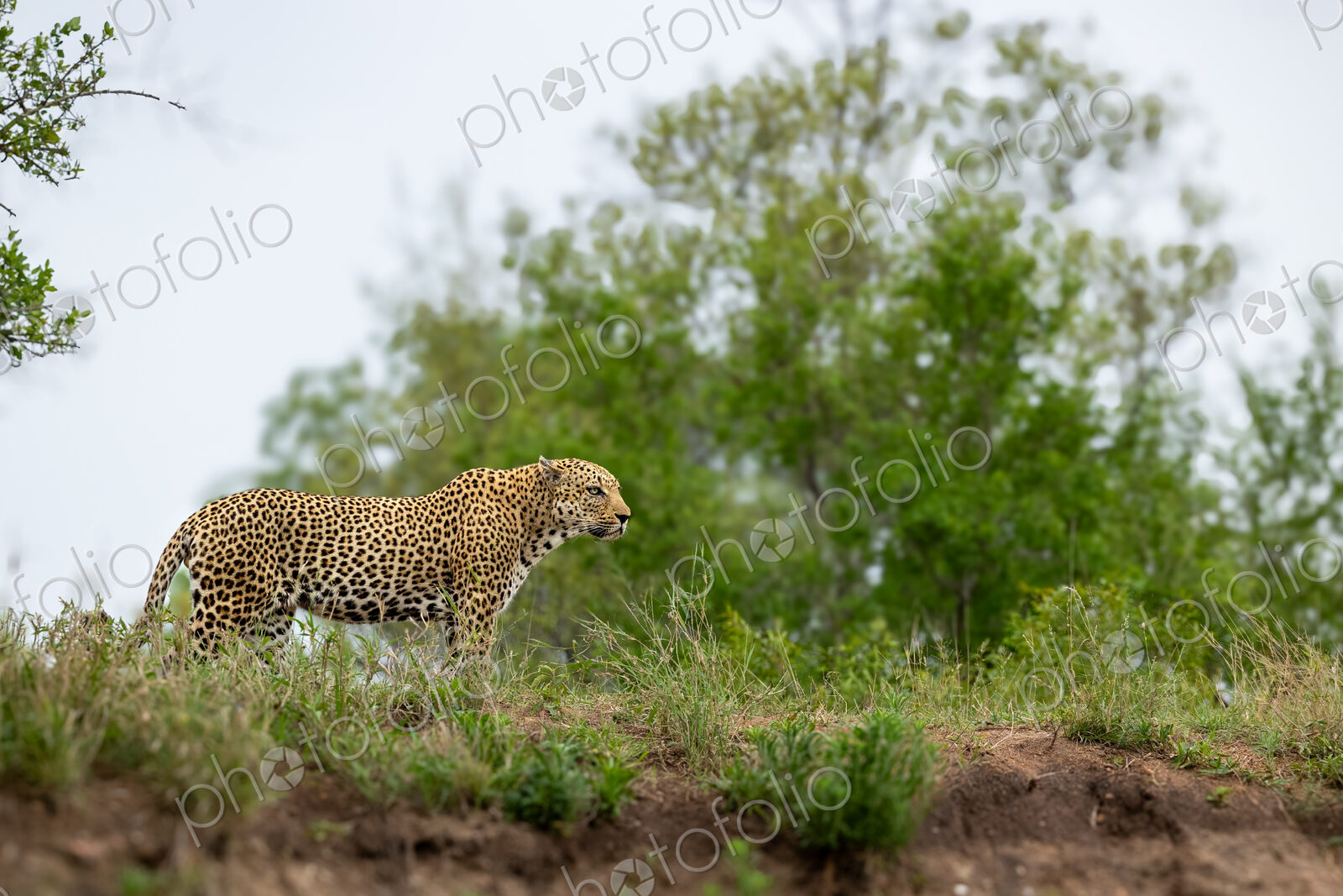 Leopard, Panthera pardus, Male. Standing in short grass on a low rise, looking off to…