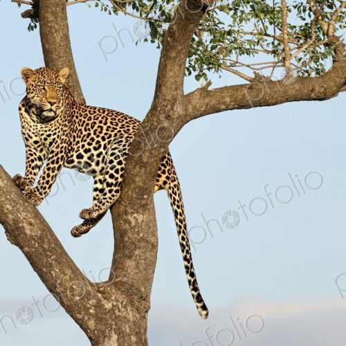 Leopard, Panthera pardus, Male. Standing on a thick branch high up in a Marula tree…