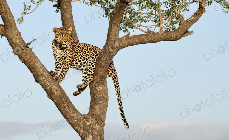 Leopard, Panthera pardus, Male. Standing on a thick branch high up in a Marula tree…