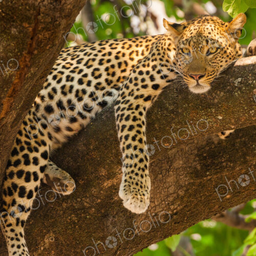 Leopard, Panthera pardus, Okavango Delta, Botswana. Leopard, Panthera pardus, Okavango Delta, Botswana.