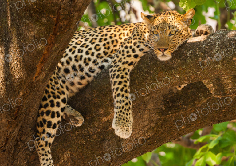 Leopard, Panthera pardus, Okavango Delta, Botswana.