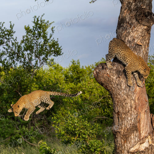 Leopard, Panthera pardus, Pair. A young male leopard mid-air during a jump from a… Leopard, Panthera pardus, Pair. A young male leopard mid-air during a jump from a…
