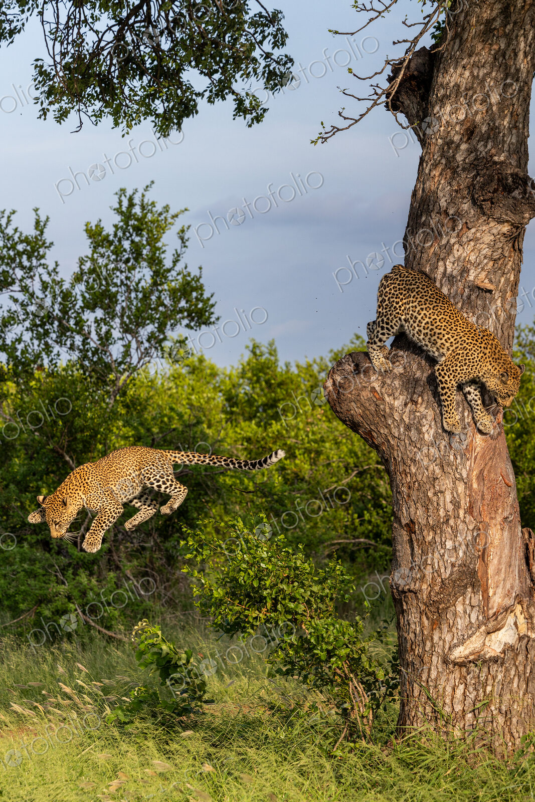 Leopard, Panthera pardus, Pair. A young male leopard mid-air during a jump from a…