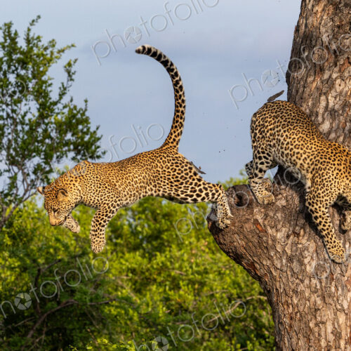 Leopard, Panthera pardus, Pair. One leopard leaping through the air from a tree trunk… Leopard, Panthera pardus, Pair. One leopard leaping through the air from a tree trunk…