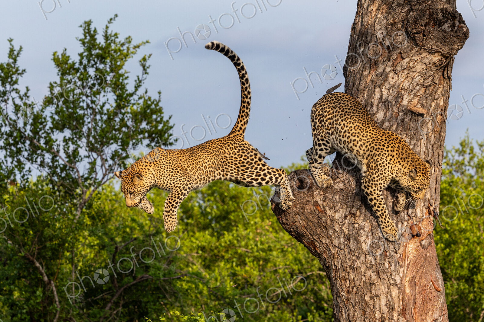 Leopard, Panthera pardus, Pair. One leopard leaping through the air from a tree trunk…