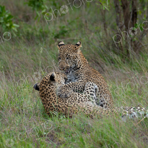 Leopard, Panthera pardus, Pair. One leopard lies on a thick tree branch while a second… Leopard, Panthera pardus, Pair. One leopard lies on a thick tree branch while a second…