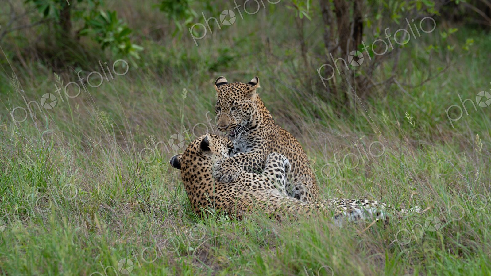 Leopard, Panthera pardus, Pair. One leopard lies on a thick tree branch while a second…