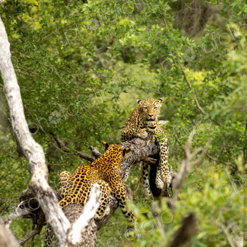 Leopard, Panthera pardus, Pair. Two leopards interacting in the branches of a large tree. Leopard, Panthera pardus, Pair. Two leopards interacting in the branches of a large tree.