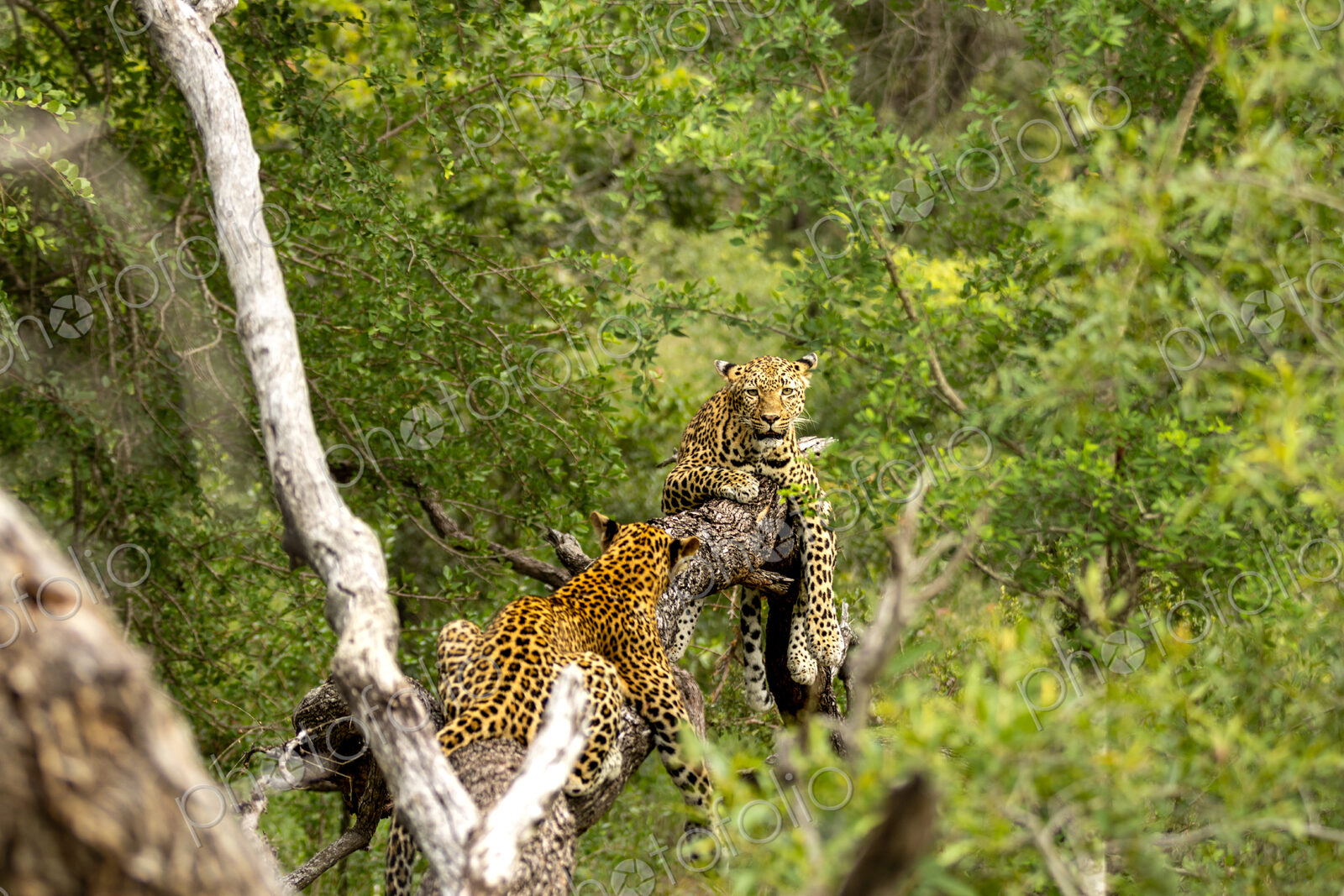 Leopard, Panthera pardus, Pair. Two leopards interacting in the branches of a large tree.
