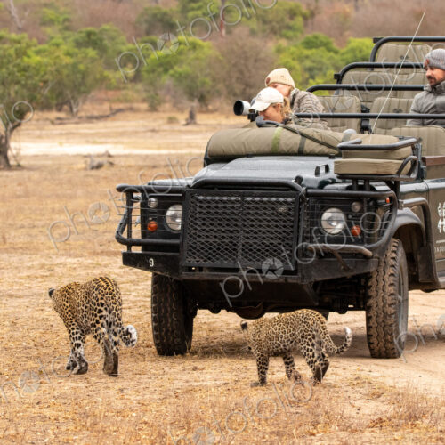 Leopard, Panthera pardus, Two leopards (adult and cub) walking in front of a safari… Leopard, Panthera pardus, Two leopards (adult and cub) walking in front of a safari…