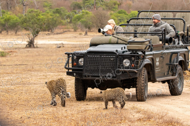 Leopard, Panthera pardus, Two leopards (adult and cub) walking in front of a safari…