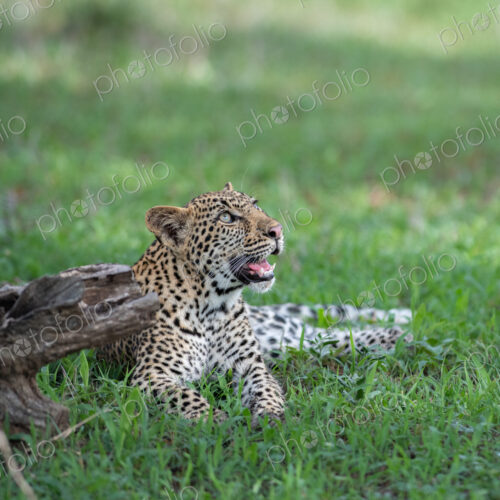 Leopard, Panthera pardus, Young Female. Lying on lush green grass, looking up toward…