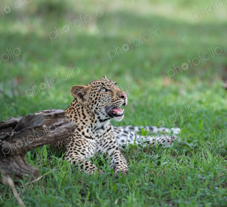 Leopard, Panthera pardus, Young Female. Lying on lush green grass, looking up toward…
