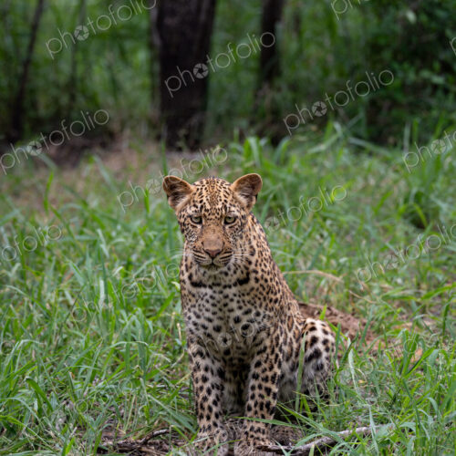 Leopard, Panthera pardus, Young Female. Sitting upright in a field of tall green…