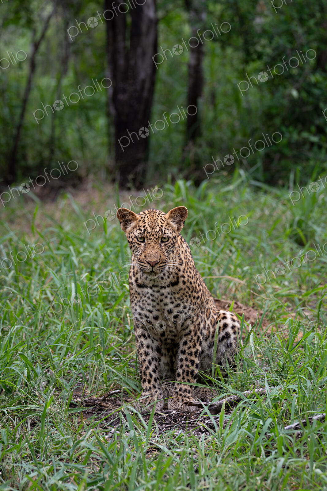 Leopard, Panthera pardus, Young Female. Sitting upright in a field of tall green…